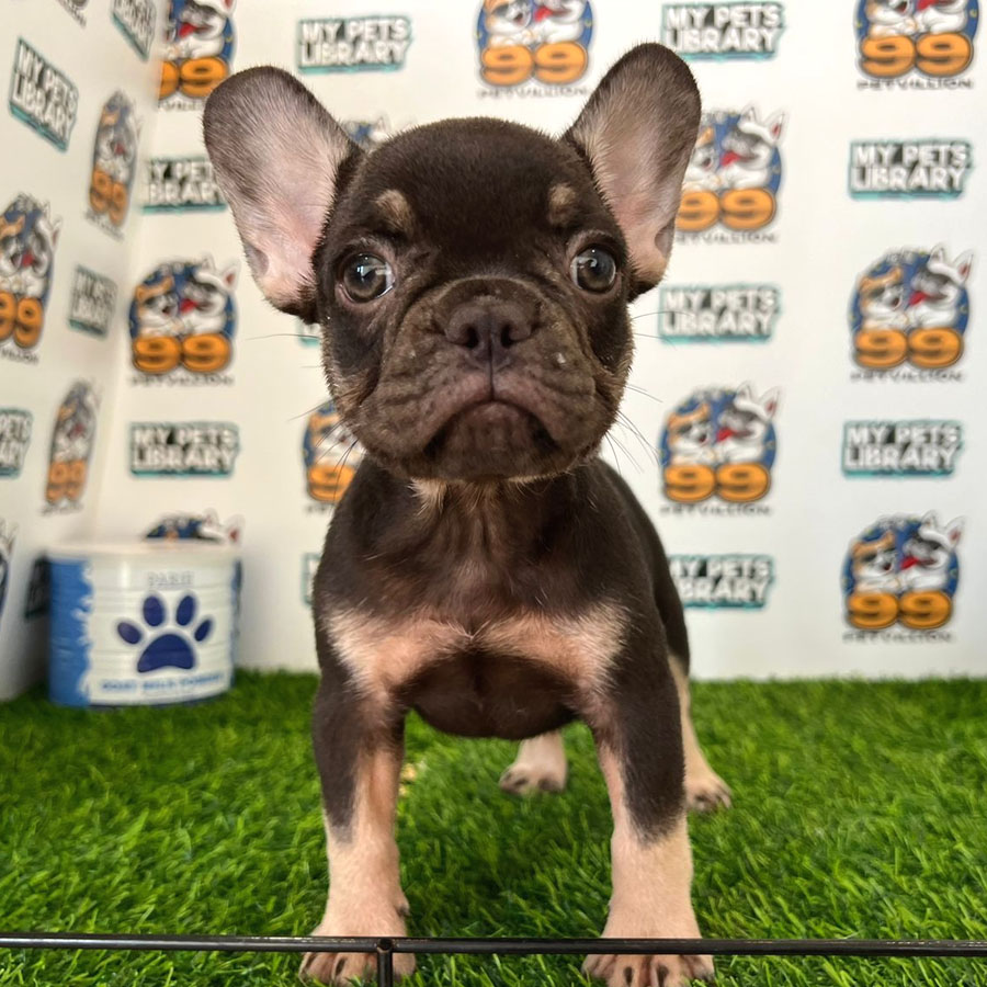 French Bulldog Puppy (Female) For Sale