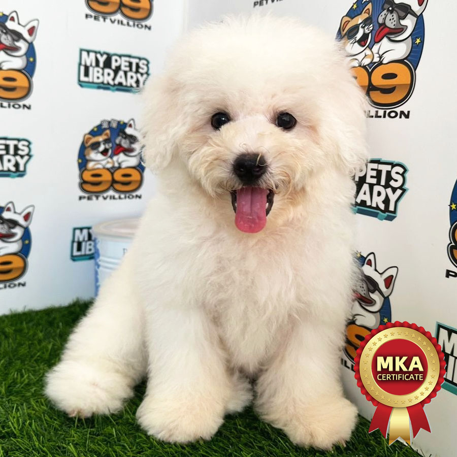 MKA Bichon Frise Puppy (Male) For Sale