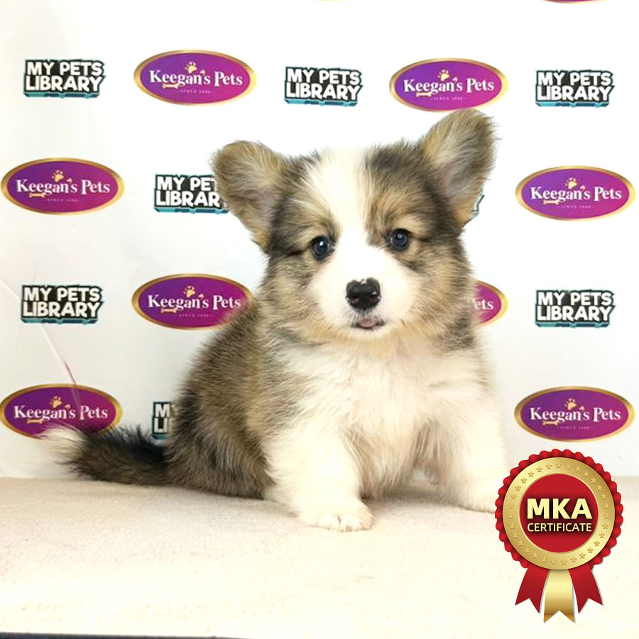 MKA Longcoat Welsh Corgi Puppy (Male) For Sale