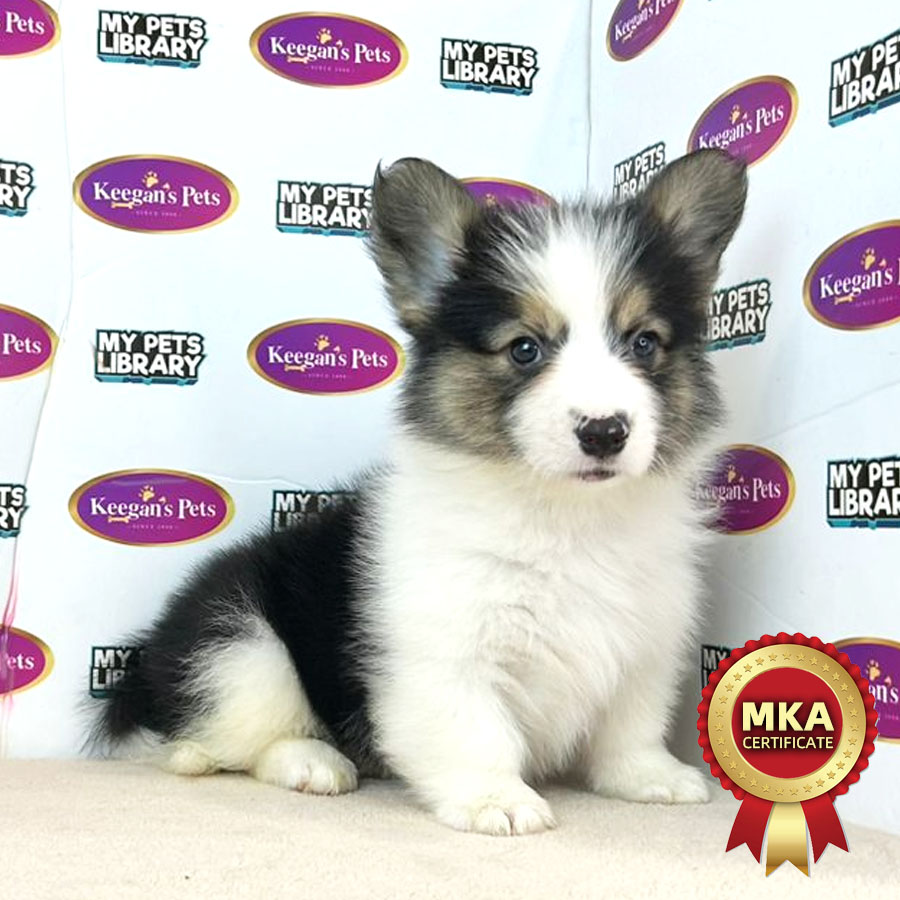 MKA Longcoat Welsh Corgi Puppy (Male) For Sale