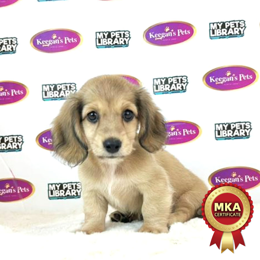 MKA Longcoat Miniature Dachshund Puppy (Female) For Sale