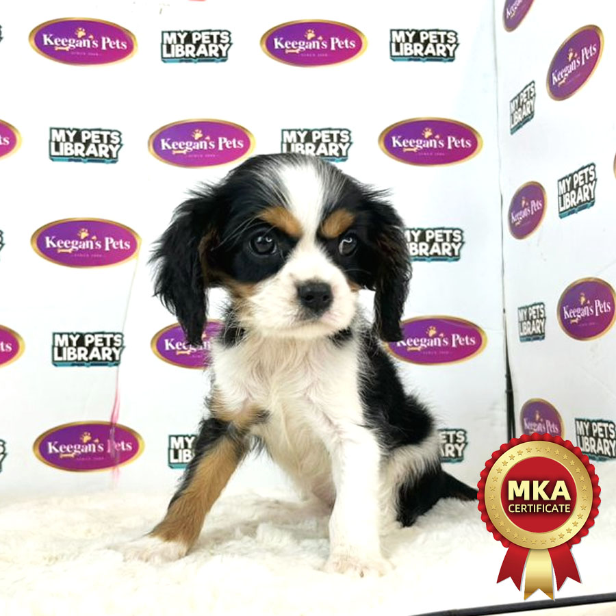 MKA Cavalier King Chalres Spaniel Puppy (Female) For Sale