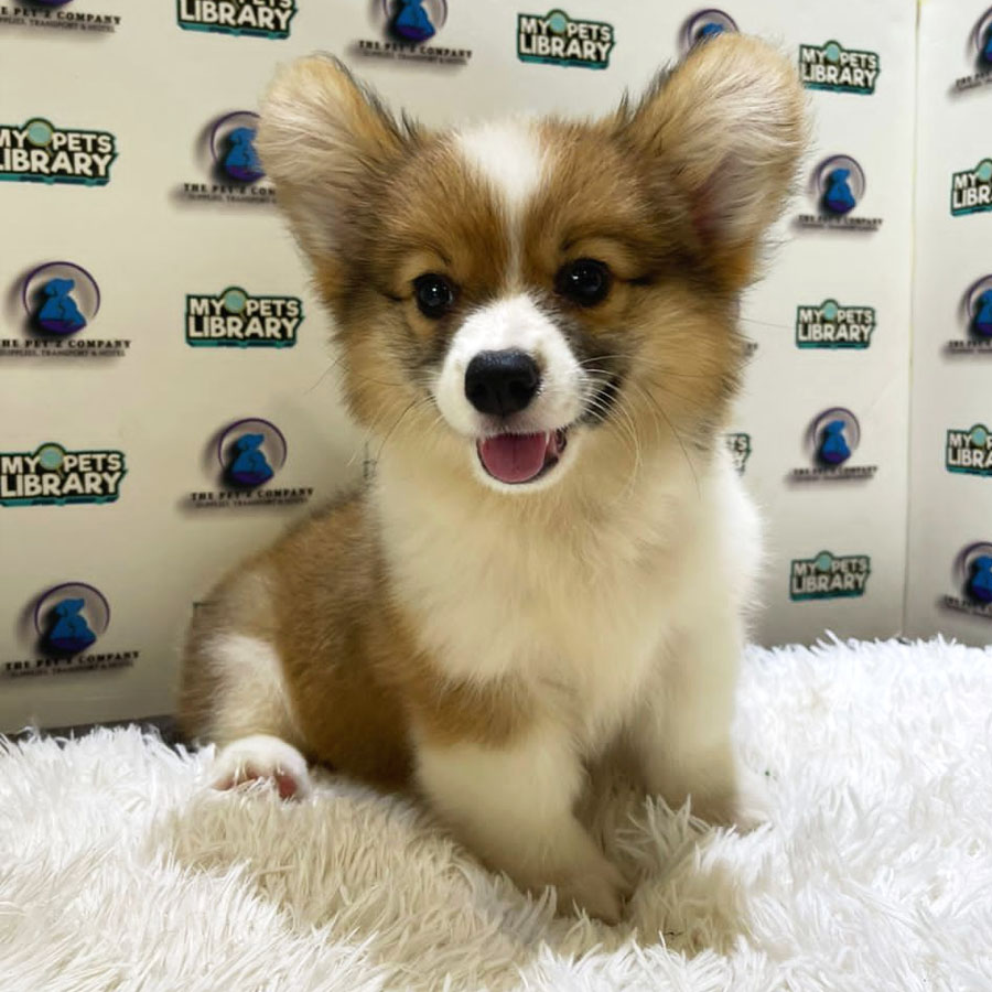 MKA Longcoat Welsh Corgi Puppy (Female) For Sale