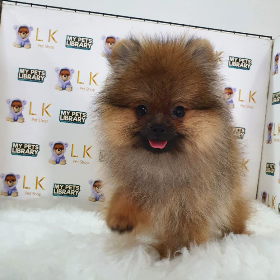 Tiny Pomeranian Puppy (Female) For Sale