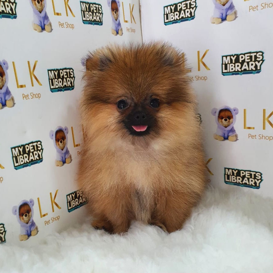 Tiny Pomeranian Puppy (Female) For Sale
