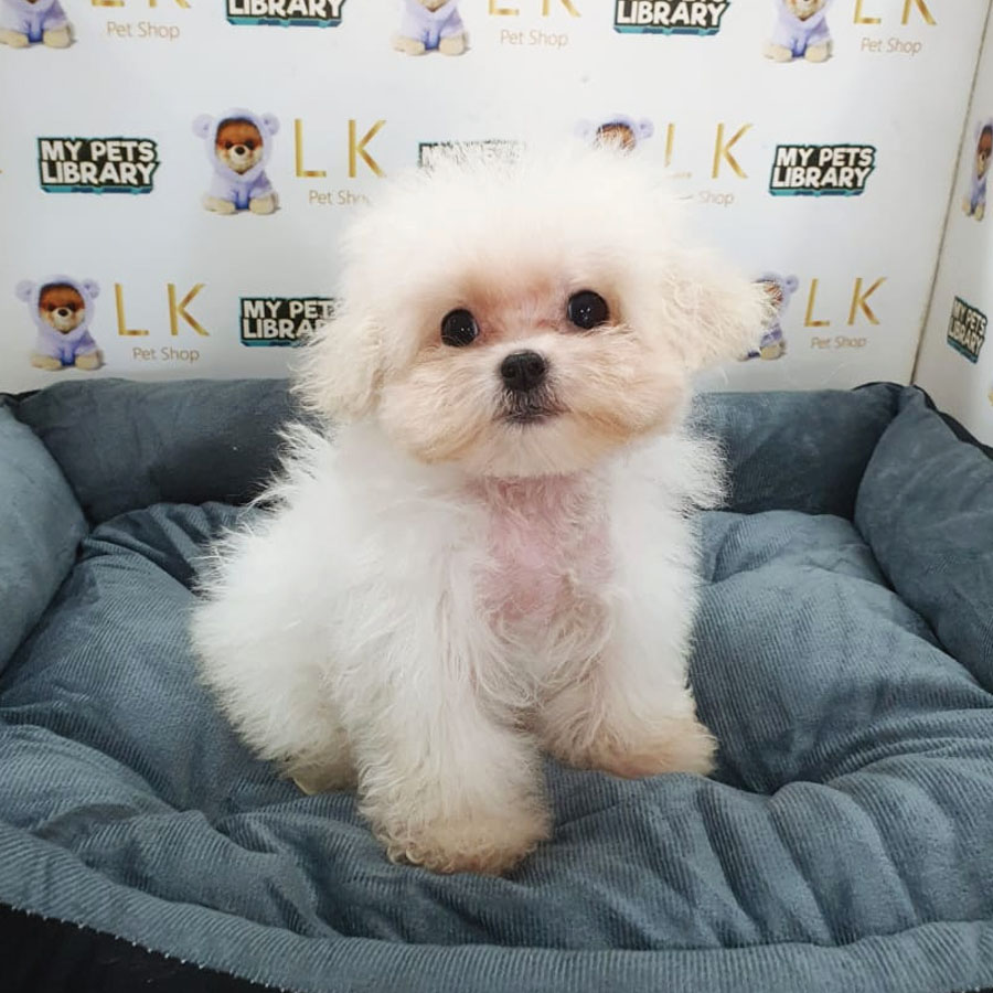 Tiny Poodle Puppy (Female) For Sale