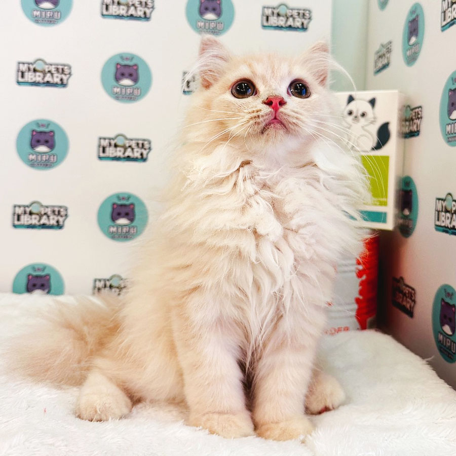 British Longhair Kitten (Male) For Sale