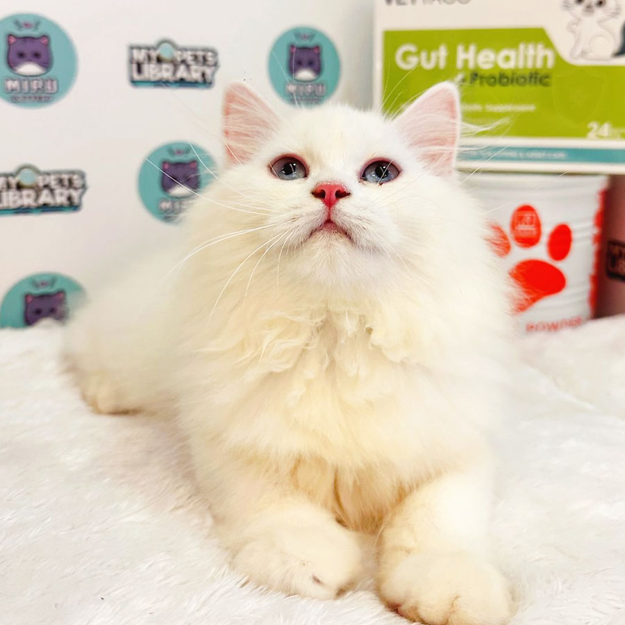 Maine Coon Persian Kitten (Female) For Sale