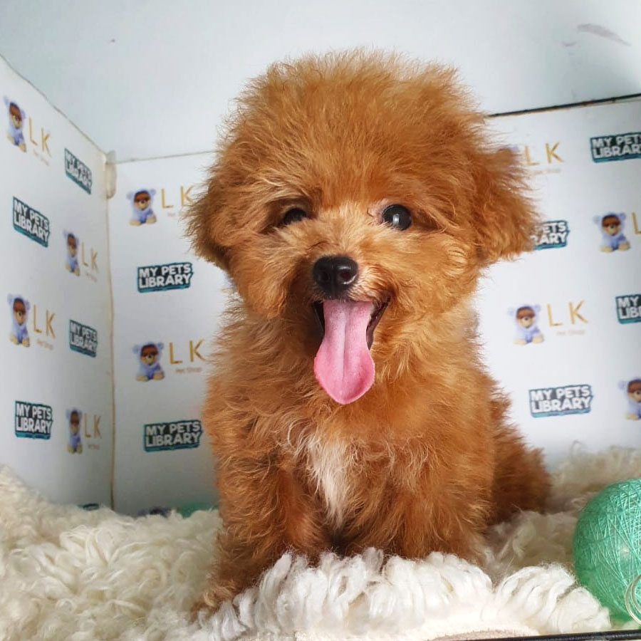 Maltipoo Puppy (Female) For Sale