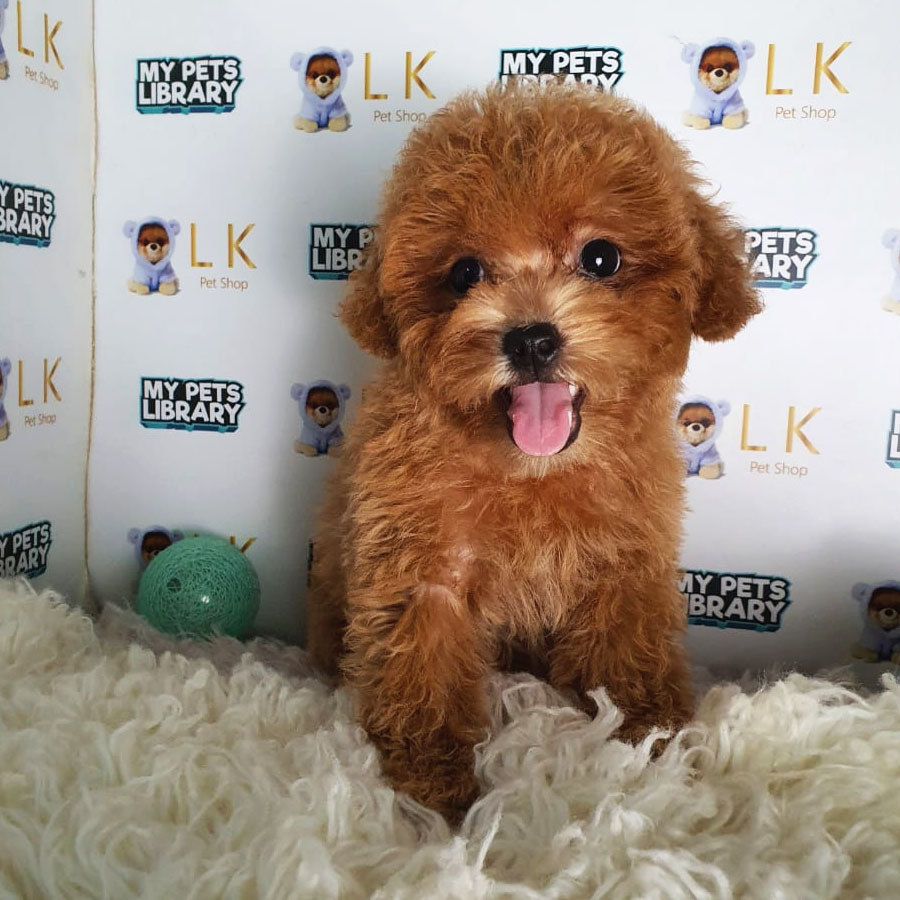 Toy Poodle Puppy (Female) For Sale