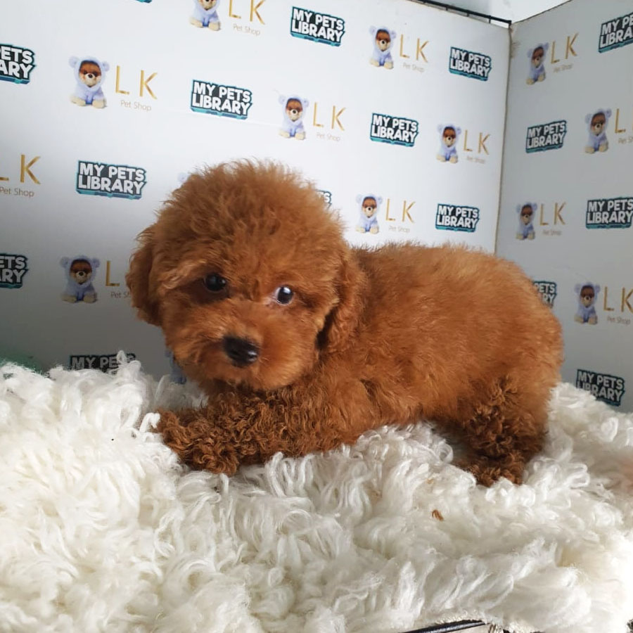 Toy Poodle Puppy (Male) For Sale