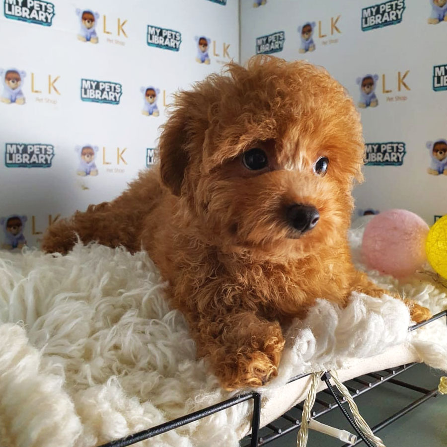 Toy Poodle Puppy (Female) For Sale