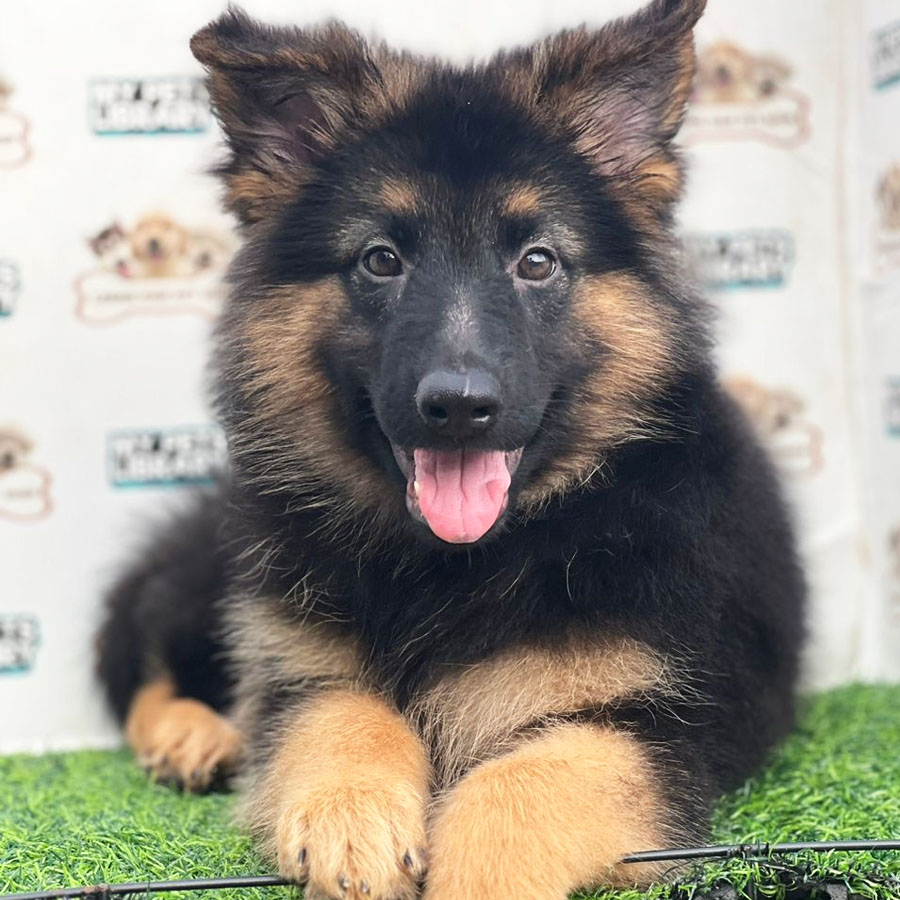 German Shepherd Puppy (Female) For Sale