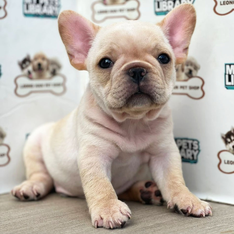 French Bulldog Puppy (Male) For Sale