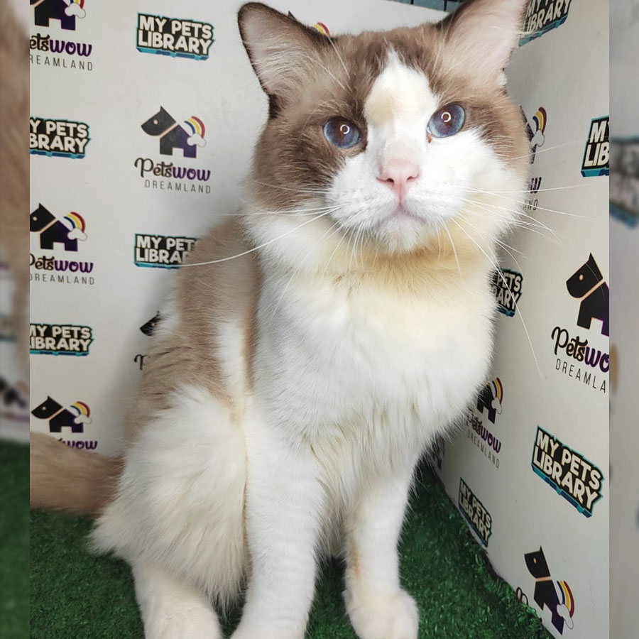 Ragdoll Kitten (Male) For Sale