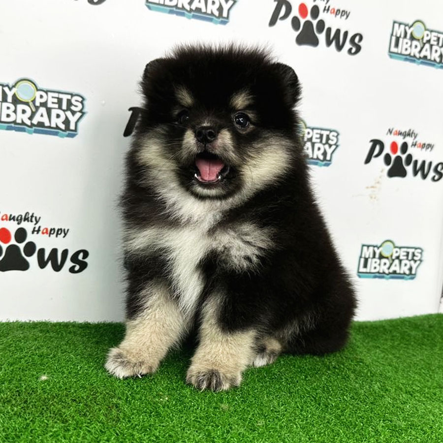 Pomeranian Puppy (Female) For Sale