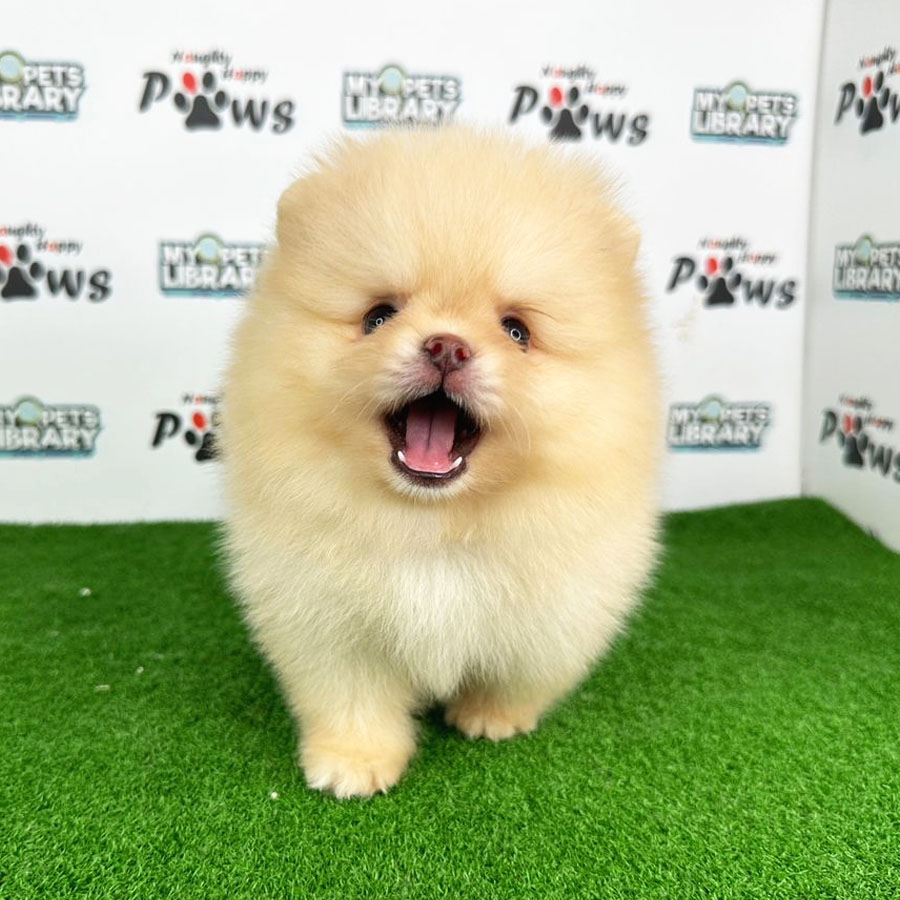Pomeranian Puppy (Male) For Sale