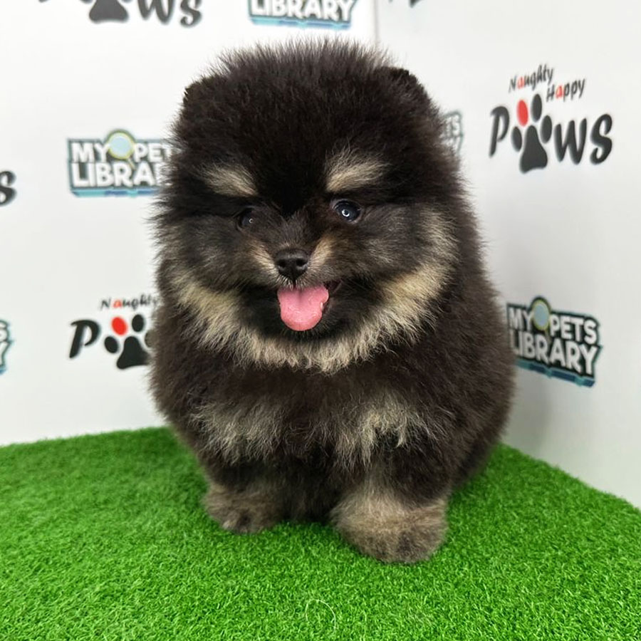 Pomeranian Puppy (Male) For Sale