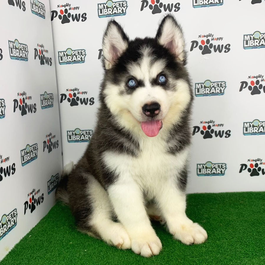 Wooly Husky Puppy (Male) For Sale
