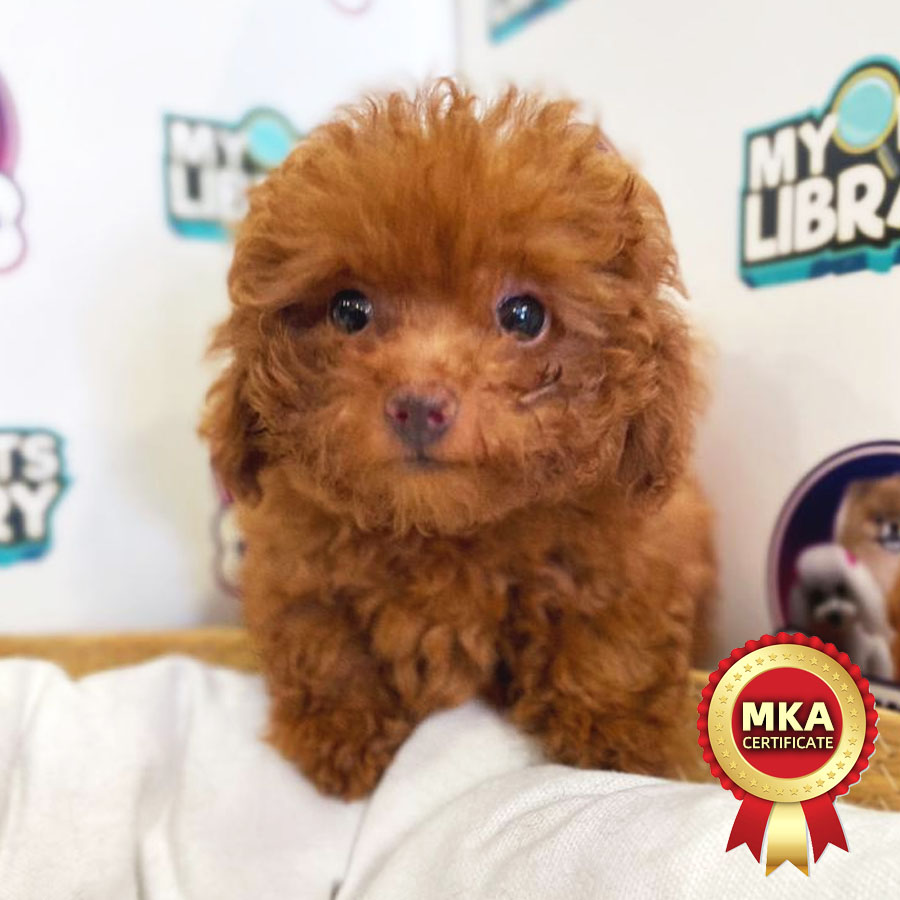 MKA Tiny Poodle Puppy (Female) For Sale