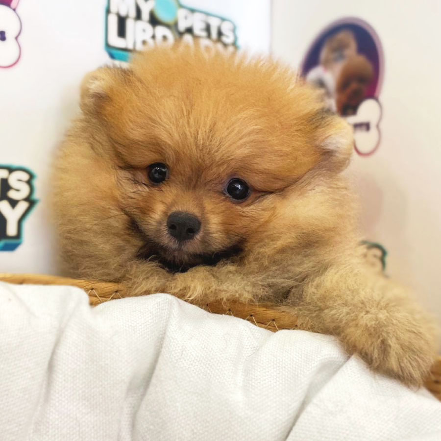Tiny Pomeranian Puppy (Male) For Sale