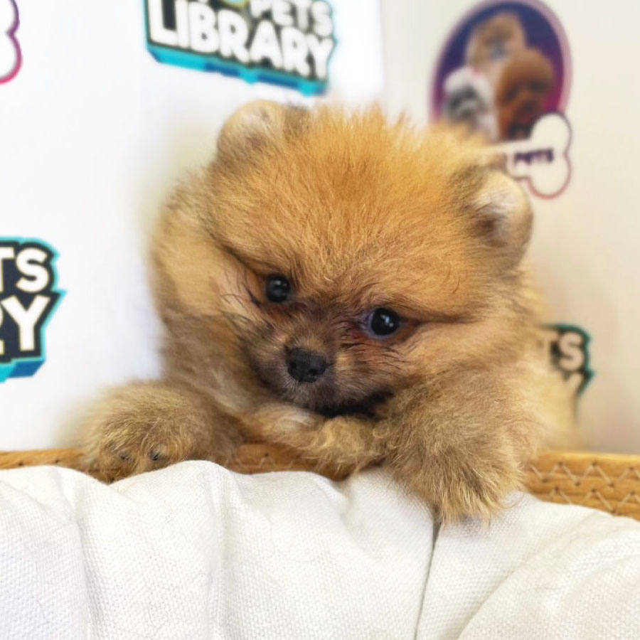Tiny Pomeranian Puppy (Male) For Sale