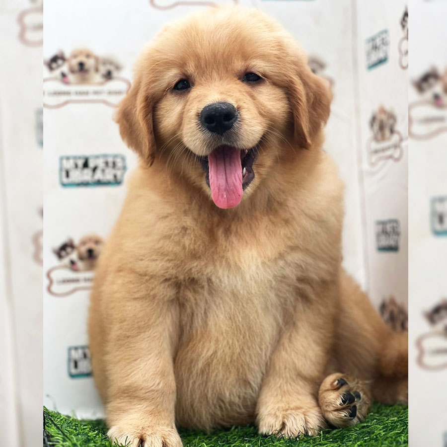 Golden Retriever Puppy (Female) For Sale