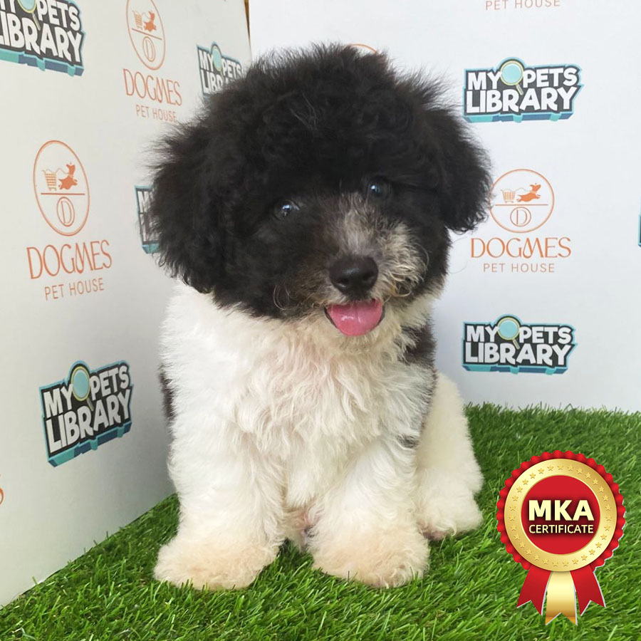 MKA Toy Poodle Puppy (Male) For Sale