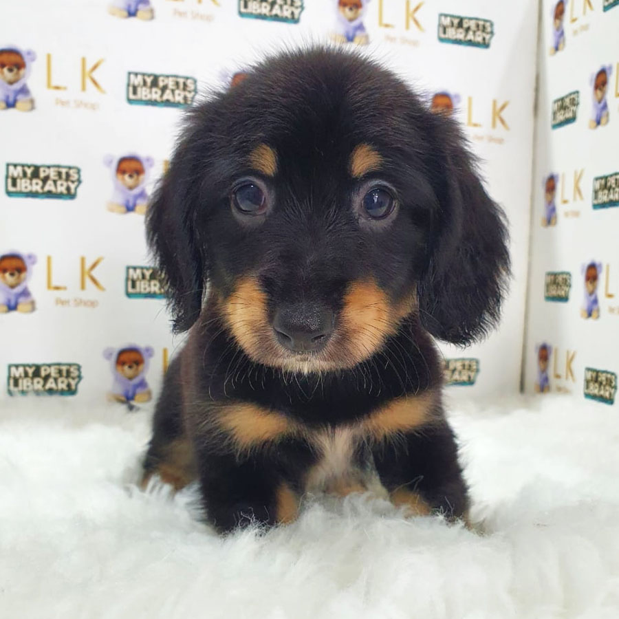 Miniature Dachshund Puppy (Female) For Sale