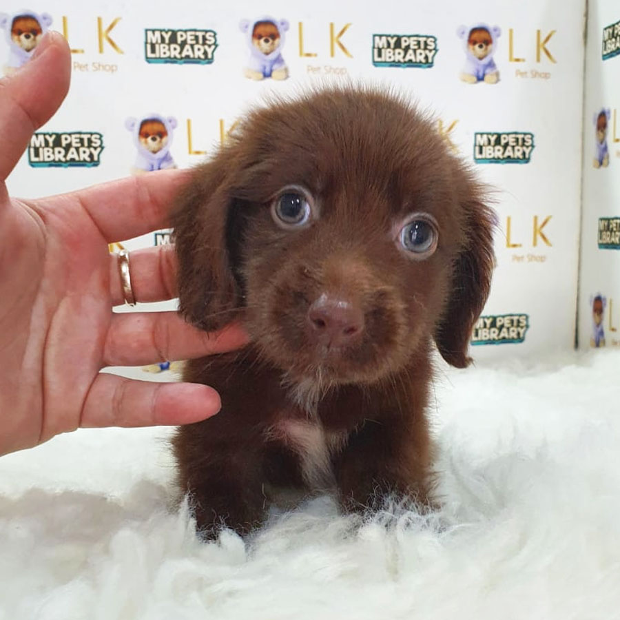 Miniature Dachshund Puppy (Male) For Sale