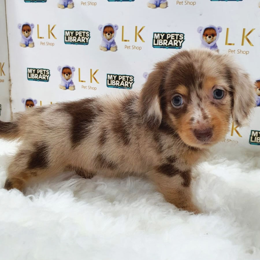 Miniature Dachshund Puppy (Female) For Sale