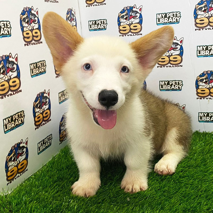 Welsh Corgi Puppy (Male) For Sale