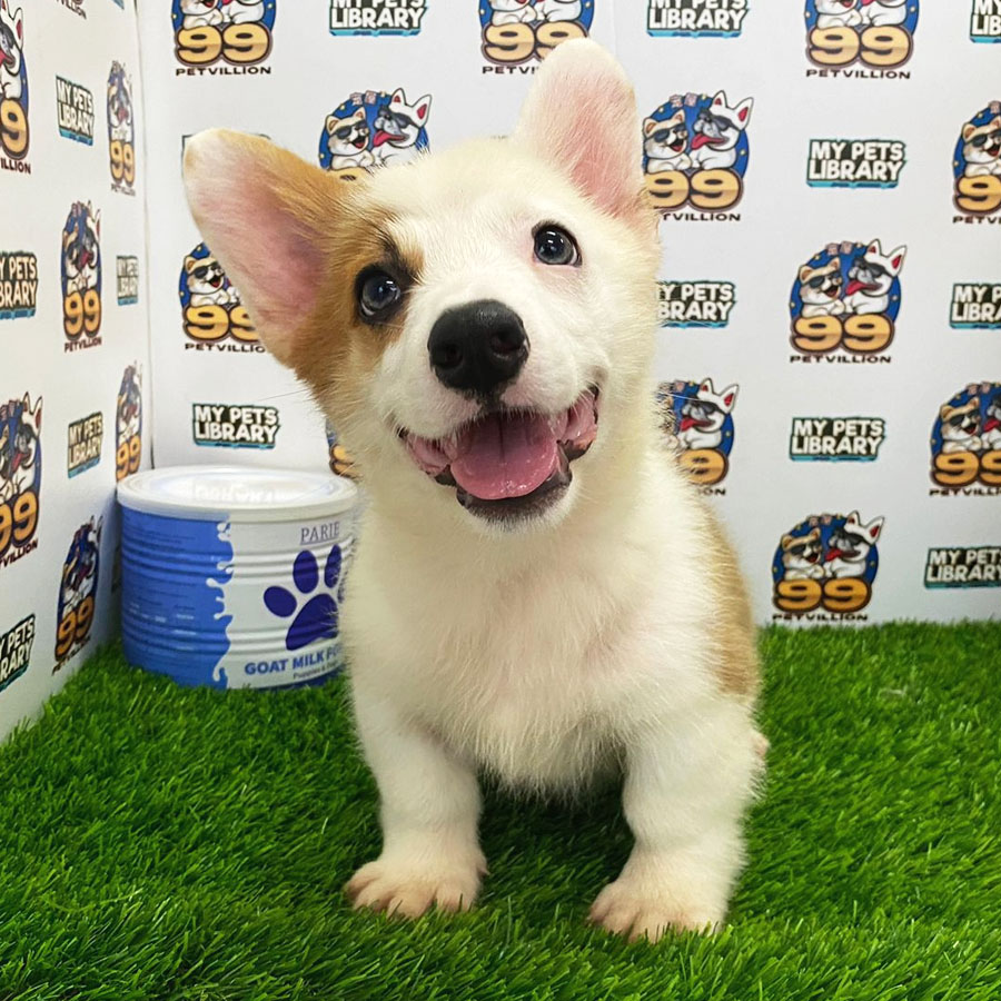 Welsh Corgi Puppy (Male) For Sale