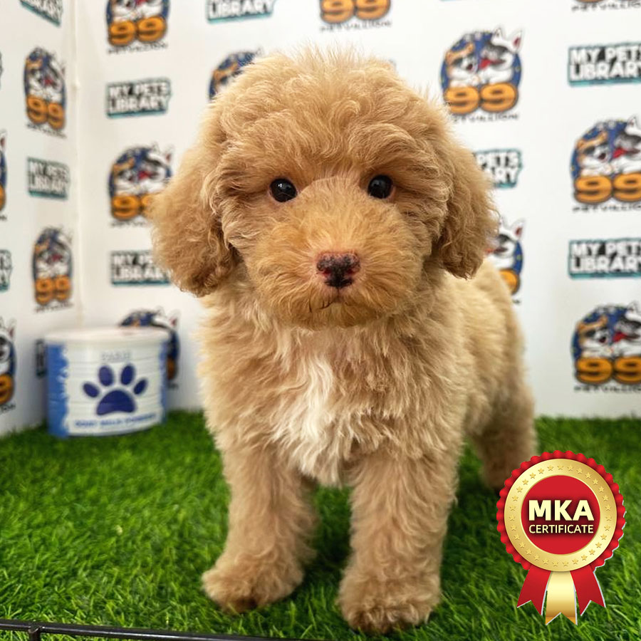 MKA Toy Poodle Puppy (Male) For Sale
