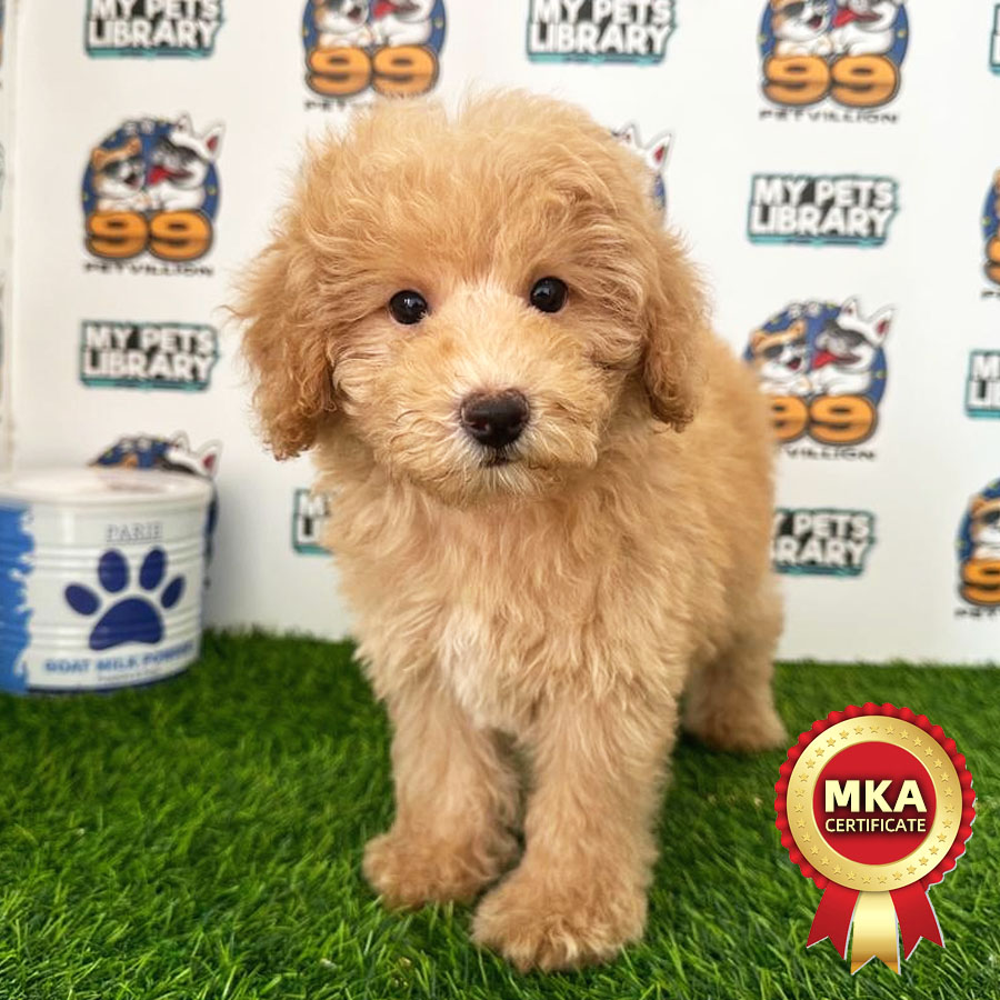 MKA Toy Poodle Puppy (Male) For Sale