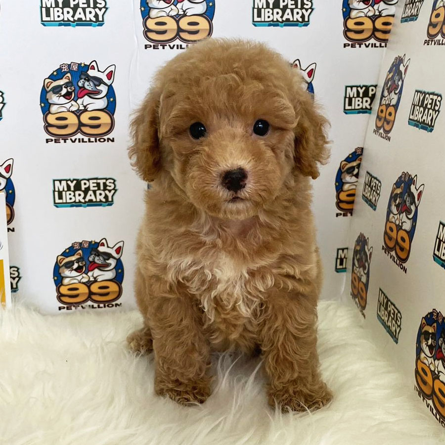 Toy Poodle Puppy (Male) For Sale