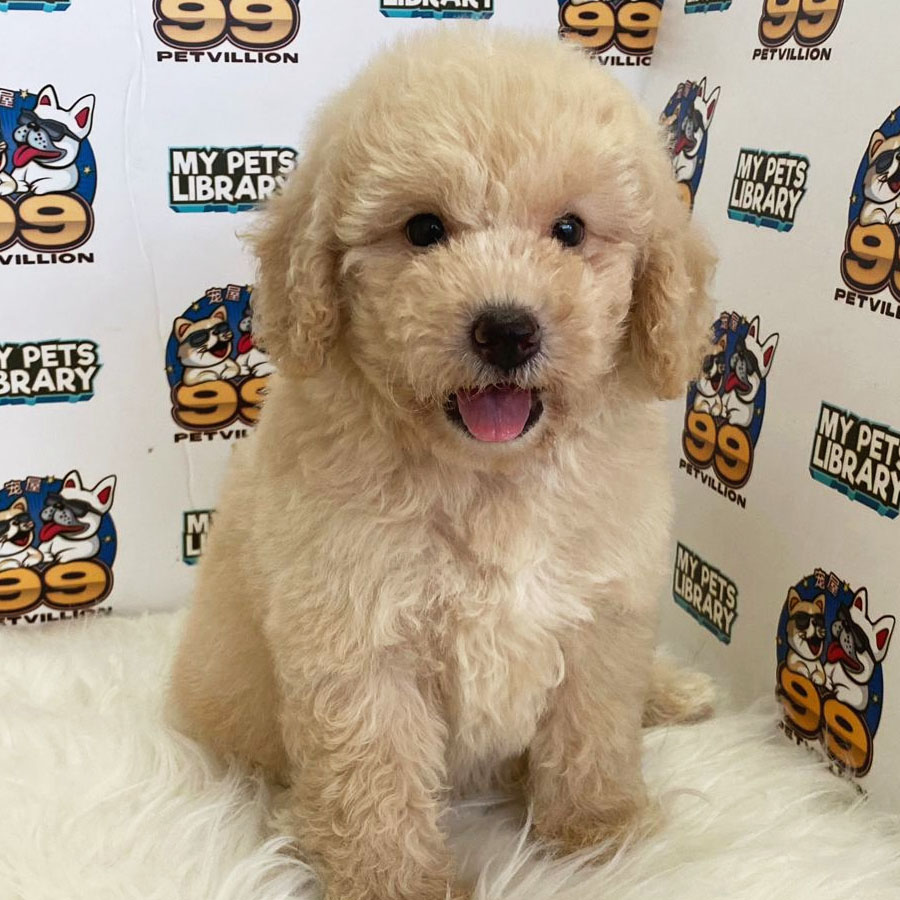 Toy Poodle Puppy (Male) For Sale