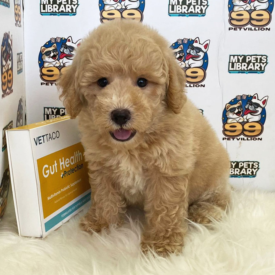 Toy Poodle Puppy (Male) For Sale