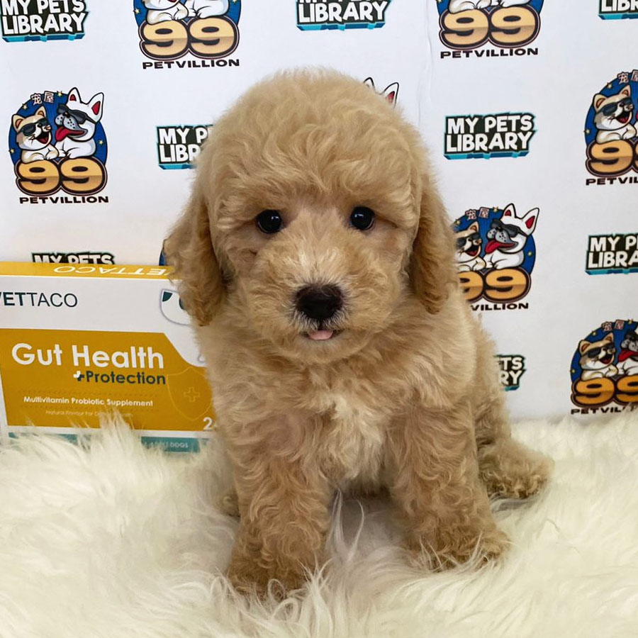 Toy Poodle Puppy (Male) For Sale