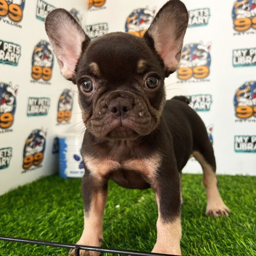 French Bulldog Puppy (Female) For Sale
