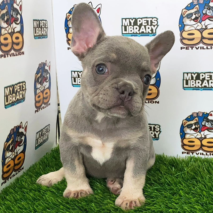 French Bulldog Puppy (Female) For Sale