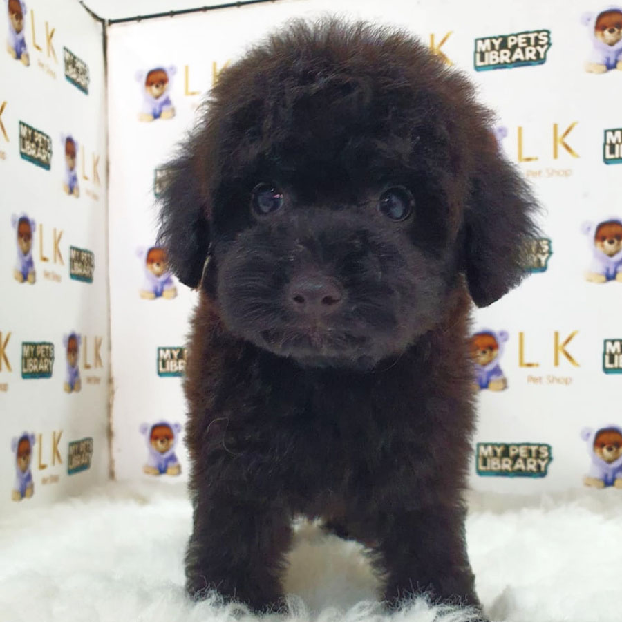 Toy Poodle Puppy (Female) For Sale