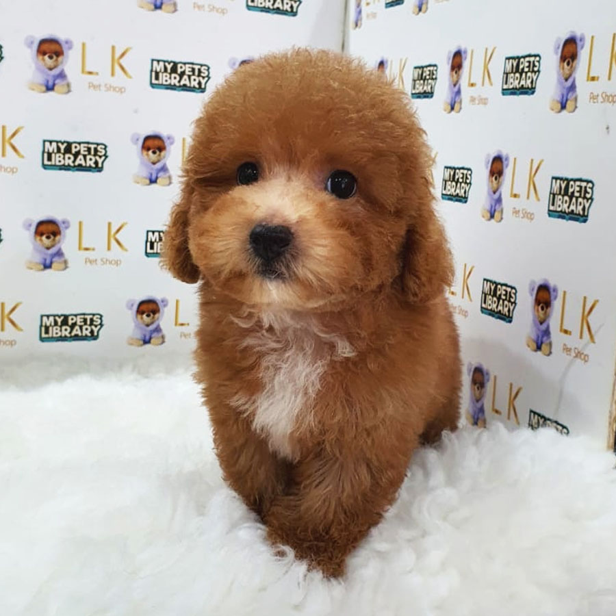 Toy Poodle Puppy (Male) For Sale