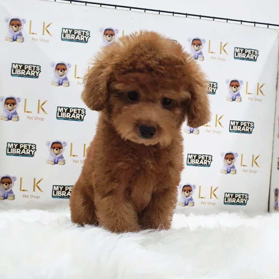 Toy Poodle Puppy (Male) For Sale