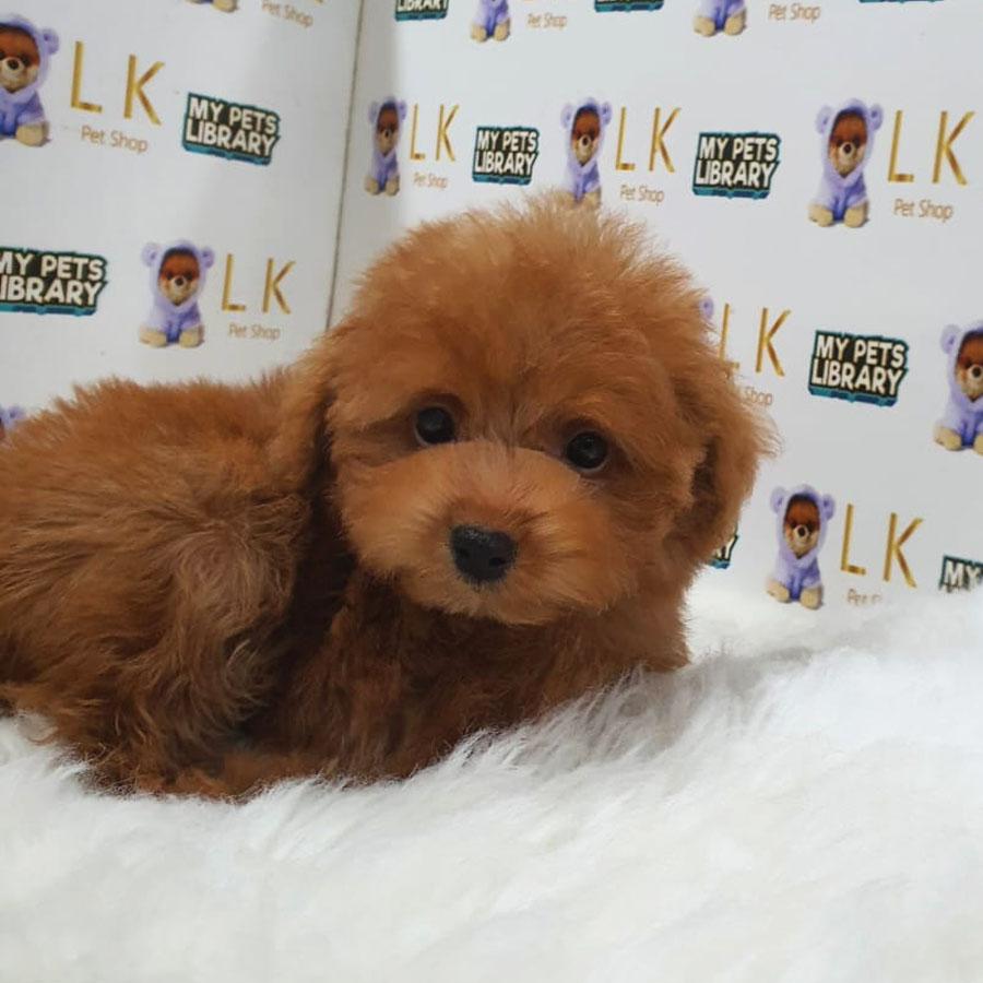 Maltipoo Puppy (Female) For Sale