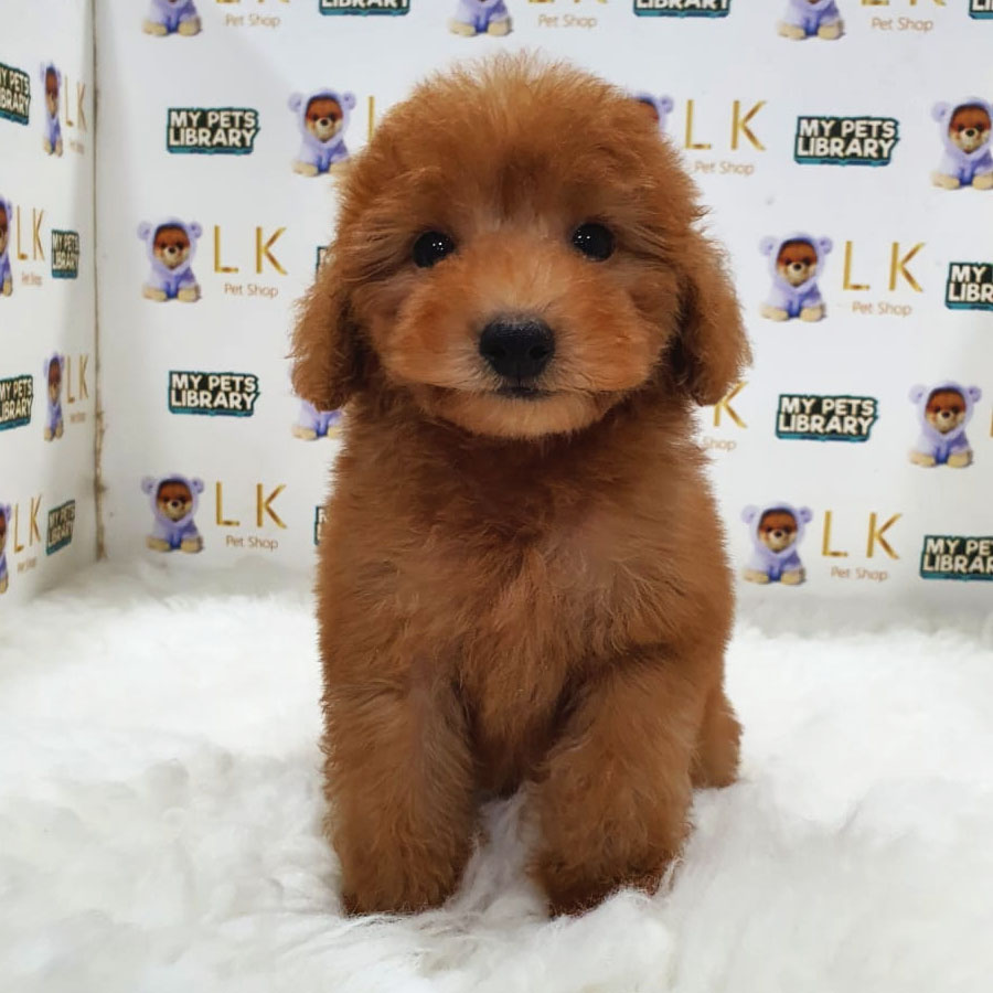 Maltipoo Puppy (Male) For Sale