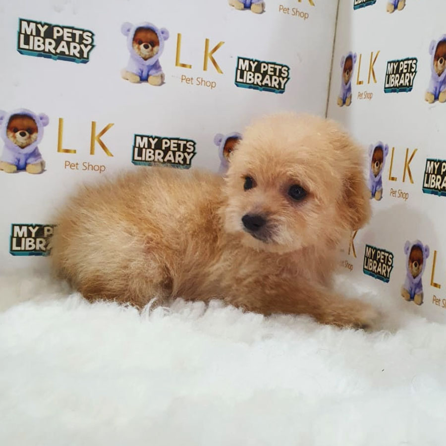 Maltipoo Puppy (Male) For Sale