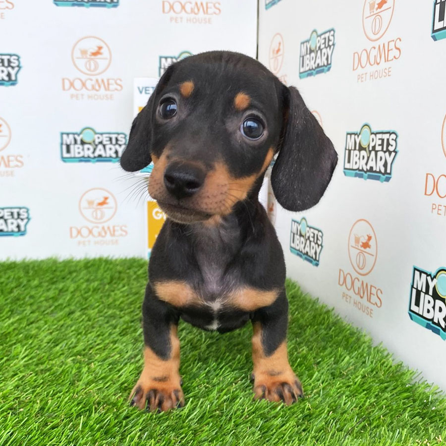 Miniature Dachshund Puppy (Male) For Sale