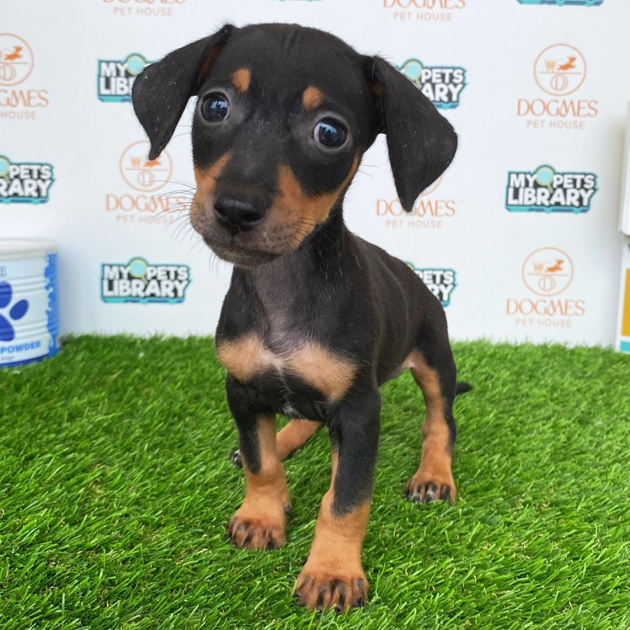 Miniature Dachshund Puppy (Male) For Sale