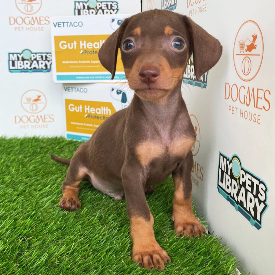 Miniature Dachshund Puppy (Male) For Sale